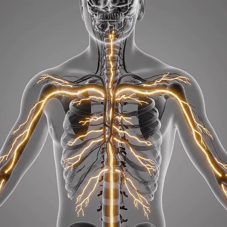 Anatomical illustration of a human body with highlighted nervous system on a gray background