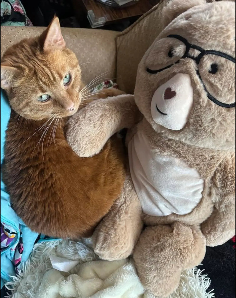 Cat sitting next to a teddy bear with glasses on a couch